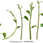 沈娜娜苏语棠寄生下流:揭示现代社会中的人际关系与情感纠葛 08msyfjd