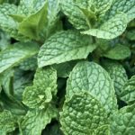 漫蛙官网入住:畅享独特体验,开启你的漫游之旅 271u4kc7