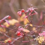 漫蛙manwa官网版:探索全新漫画世界,尽享精彩阅读体验! b66f05