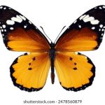 油猴官网:全面解析油猴脚本的使用与安装指南 lj1deoli