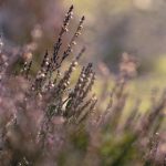 漫蛙官网客服:为您提供全方位的在线咨询与服务支持 n9953okoe