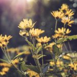 河北彩花かわきたさいか出生日期:揭秘这位日本女演员的成长历程与成就 p0c08