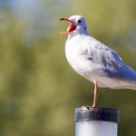 武田弘光是不是很久没画了:探讨他的创作停滞与艺术影响力 tn7vzio6