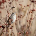 畅享马蜂窝旅游官网预订,轻松规划你的完美假期 8dq81trbu8